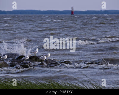 Möwen, Fluss, st-Lawrence Leuchtfeuer Leuchtturm Stockfoto