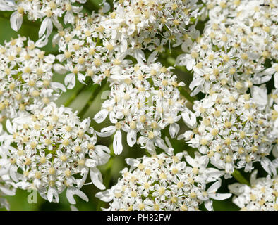 Umbellifers der Gemeinsamen Scharfkraut (Heracleum sphondylium), Hochgrat, Allgäuer Alpen, Allgäu, Bayern, Deutschland Stockfoto