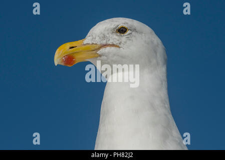 Kelp Möwe (Larus dominicanus), Tier Portrait, Sandwich Harbour, Walvis Bay, Erongo Region, Namibia Stockfoto