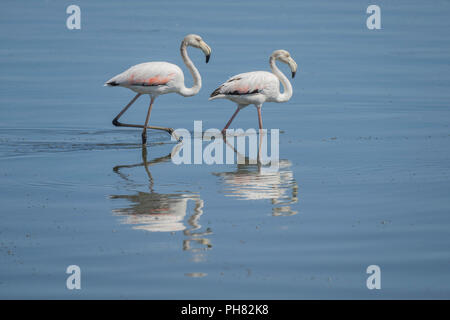 Rosa Flamingos (Phoenicopterus Roseus), Walvis Bay, Erongo, Namibia Stockfoto