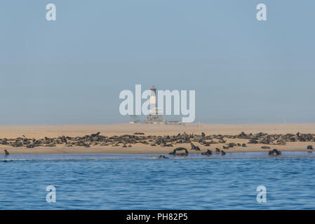 South African fur Seal (Arctocephalus Pusillus), Kolonie am Strand, in der Rückseite Leuchtturm und Lodge, Pelican Point Stockfoto