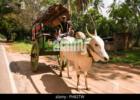 Horizontale vertikale Ansicht eines Ochsen gezogenen Wagen in Sri Lanka. Stockfoto
