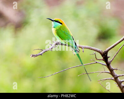 Horizontale Ansicht einer Schwalbe-tailed Bienenfresser. Stockfoto