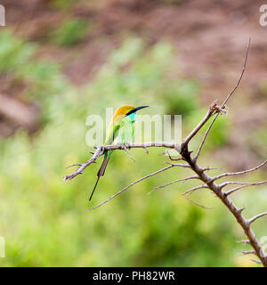 Blick auf den Platz einer Schwalbe-tailed Bienenfresser. Stockfoto