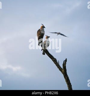 Blick auf den Platz der Crested oder veränderbaren Hawk - Adler in einem Baum gehockt. Stockfoto