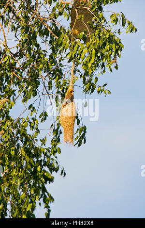 Vertikale Ansicht von Baya weaver Vogel in seinem Nest. Stockfoto