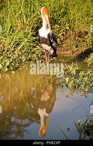 Vertikale Nahaufnahme von einem gemalten Stork. Stockfoto