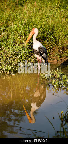 Vertikale Nahaufnahme von einem gemalten Stork. Stockfoto