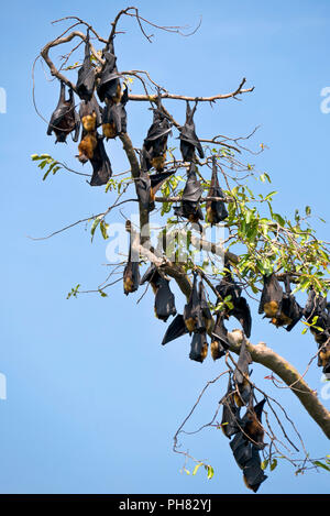 In der Nähe eines Obst bat Kolonie roosting oben in einem Baum. Stockfoto