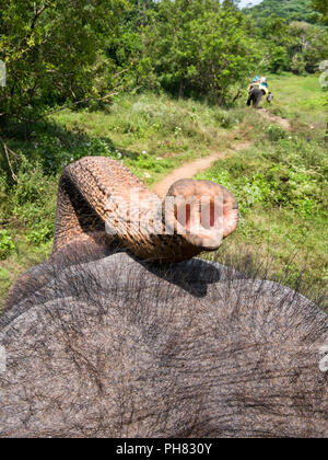 Vertikale Ansicht von Oben auf einem Elefanten ist zurück. Stockfoto