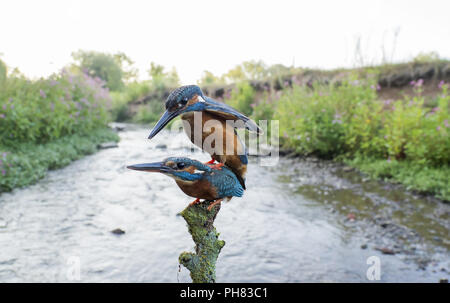 Gemeinsame Eisvogel (Alcedo atthis) Paarung am Creek, Hessen, Deutschland Stockfoto