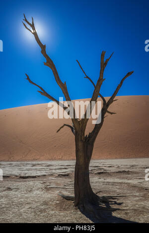 Tot camelthorn Baum (Acacia Erioloba) vor der Sanddünen, Dead Vlei, Sossusvlei, Namib Wüste Namib Naukluft National Park Stockfoto
