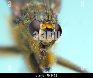 Gemeinsamen gelbe Dung fliegen Scatophaga stercoraria Stockfoto