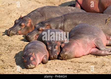 Ein Pod von Hippo Schlaf auf den Sandbänken der Katuma River genießen die Wärme der Wintersonne. Stockfoto
