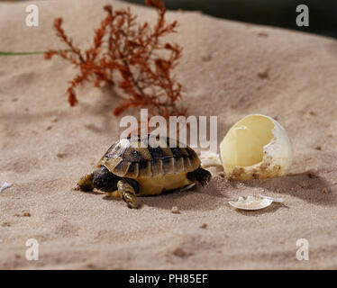 Griechische Schildkröte, Hermann's Schildkröte als Haustier Stockfoto