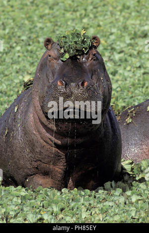 Hippopotamus, Flusspferd, Hippopotamus amphibius, Stockfoto