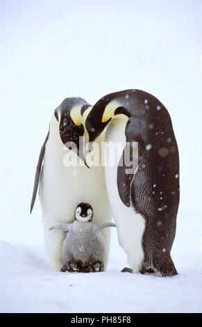 Kaiser Pinguin, Kaiserpinguin, Aptenodytes forsteri, Stockfoto