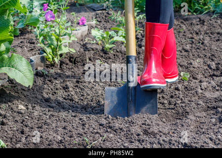 Gärtner in Gummistiefel ist graben Boden auf einem Bett. Frau Bauer Grabungen in einem Garten mit einem großen Schaufel Stockfoto