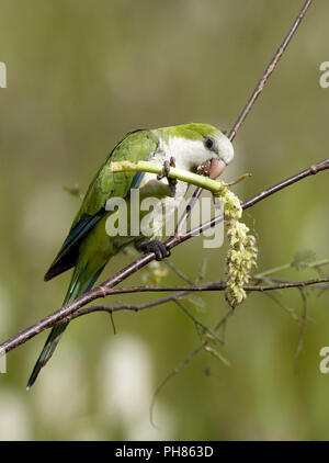 Moenchssittich, myiopsitta monachus, Monk parakeet Stockfoto