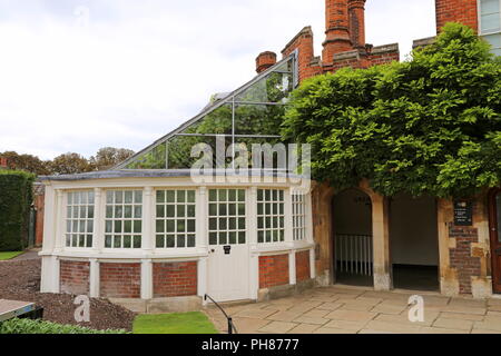 Großartige Rebe feiert ihr 250 Jahr (gepflanzt 1768), Hampton Court Palace, East Molesey, Surrey, England, Großbritannien, USA, UK, Europa Stockfoto