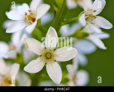 Nahaufnahme Blume Stockfoto