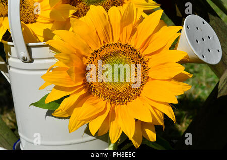 Sonnenblumen im Garten Sommer Stockfoto