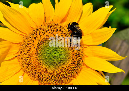 Sonnenblumen im Garten Sommer Stockfoto