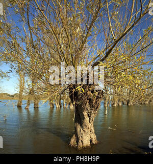 Weiße Weide (Salix alba), Alten Rhein, Xanten Stockfoto