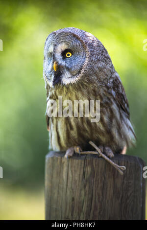 Nahaufnahme von einem Waldkauz (Strix Aluco) im Wald Stockfoto