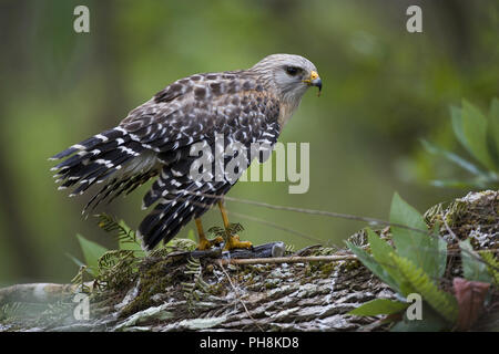 Rotschulterbussard, Buteo lineatus, Rot - geschulterten Falken Stockfoto