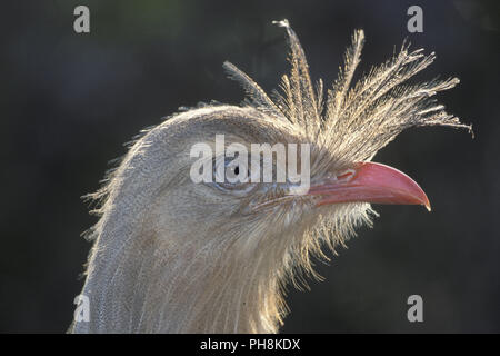 Rotfussseriema, Cariama cristata, Red-legged Seriema, Crested Cariama Stockfoto