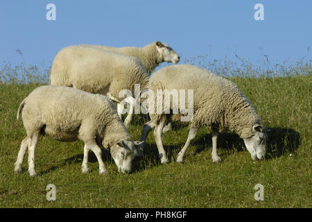 (Texelschafe Hausschafe) Texel Schafe (Inland Schafe) Stockfoto