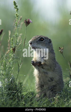 Europaeisches Ziesel, European Souslik, (Spermophilus citellus) Stockfoto