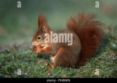 Eichhoernchen frisst Haselnuss rote Eichhörnchen essen Haselnuss Stockfoto