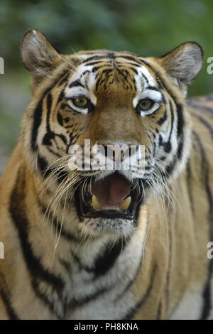 Sibirischer Tiger (Amurtiger), Sibirische Tiger (Panthera tigris altaica) Stockfoto