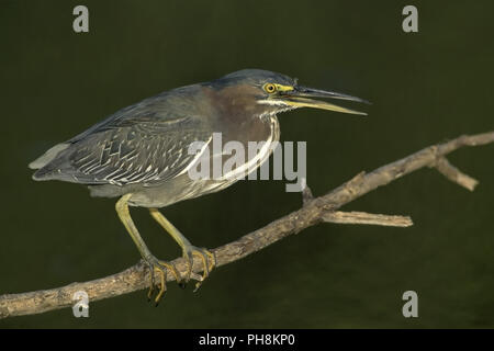 (Mangrovreiher Gruenreiher), Green-backed Heron (Butorides striatus) Stockfoto