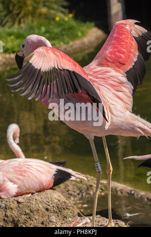 Anden Flamingo an Slimbridge Stockfoto