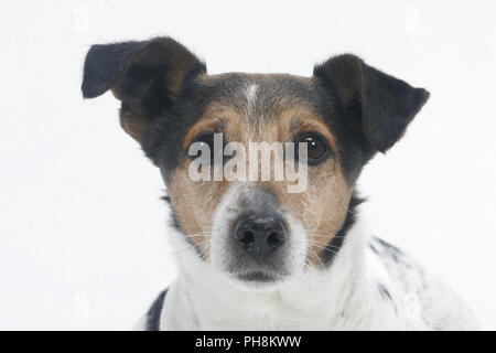 Jack Russell Terrier, Porträt, Parson Russell Terrier Stockfoto