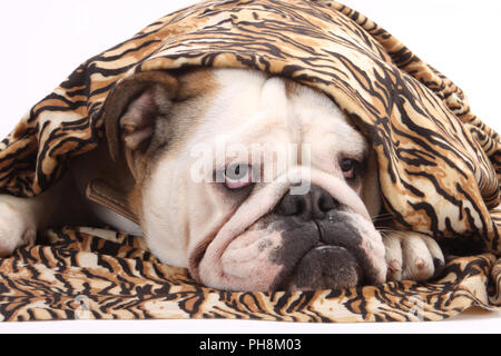 Englische Bulldogge, erwachsene Tier, Porträt, Englische Bulldogge Stockfoto