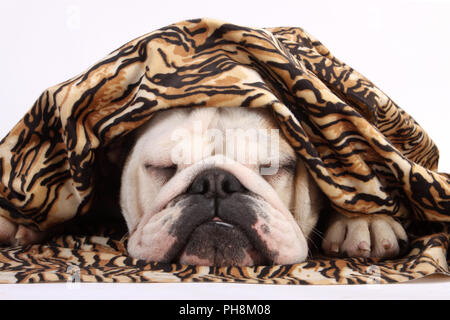 Englische Bulldogge, erwachsene Tier, Porträt, Englische Bulldogge Stockfoto