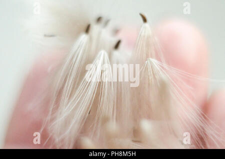 Weißen flauschigen Löwenzahn auf dem verschwommenen Hintergrund. Makro Foto. Stockfoto