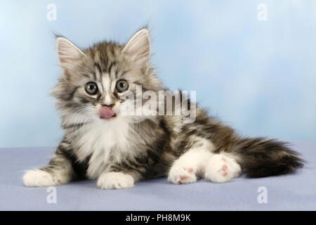 Norwegische Waldkatze, sieben Wochen alt Stockfoto