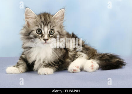 Norwegische Waldkatze, sieben Wochen alt Stockfoto