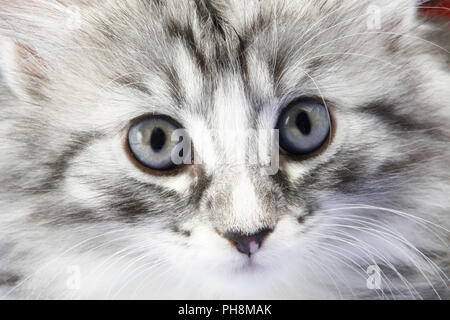 Norwegische Waldkatze, sieben Wochen alt Stockfoto