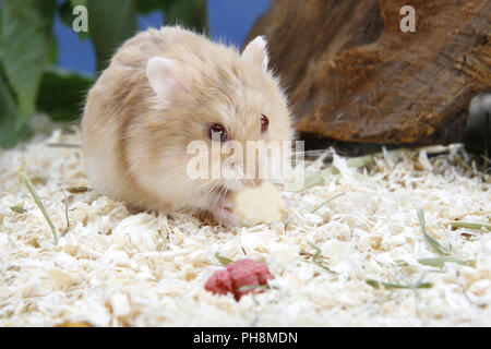 Campbell-Zwerghamster, Phodopus campbelli, Zwerg der Campbell Zwerghamster Stockfoto