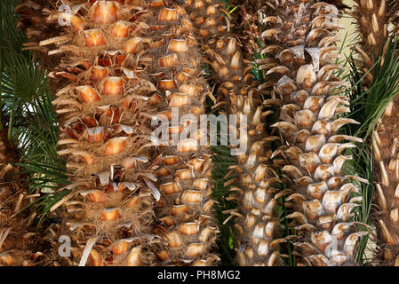 Chamaerops ist eine Gattung von Blütenpflanzen in der Familie Arecaceae Stockfoto