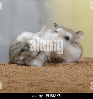 Roborowski- Zwerghamster, Phodopus roborovskii, Roborovski Zwerghamster Stockfoto