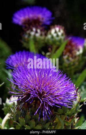 Echinops exaltatus, die Russische Welt Thistle oder hohen globethistle Stockfoto