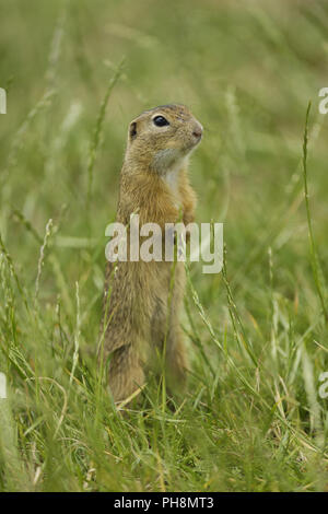 Europaeisches, Ziesel Spermophilus citellus, European Souslik Stockfoto