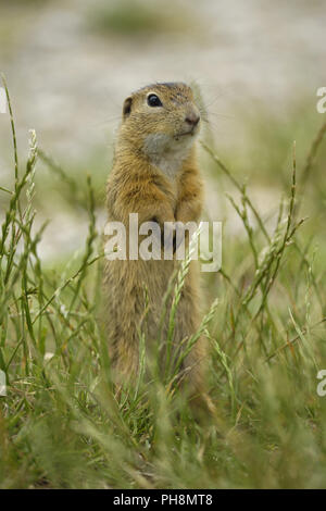 Europaeisches, Ziesel Spermophilus citellus, European Souslik Stockfoto